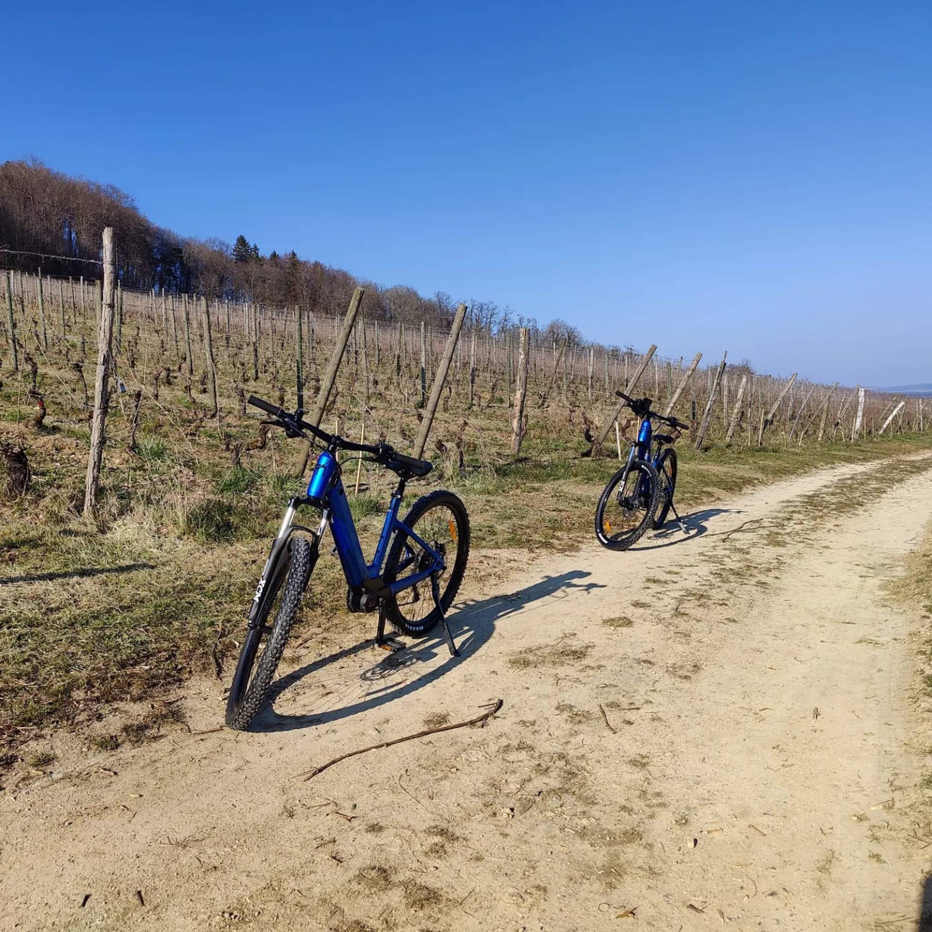 Discovery of the estate by E-Mountain bike and tasting