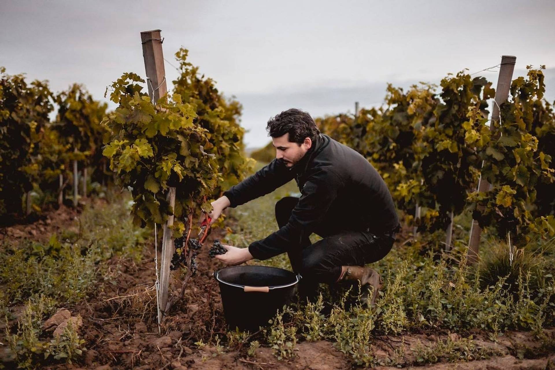 Work in the vineyard