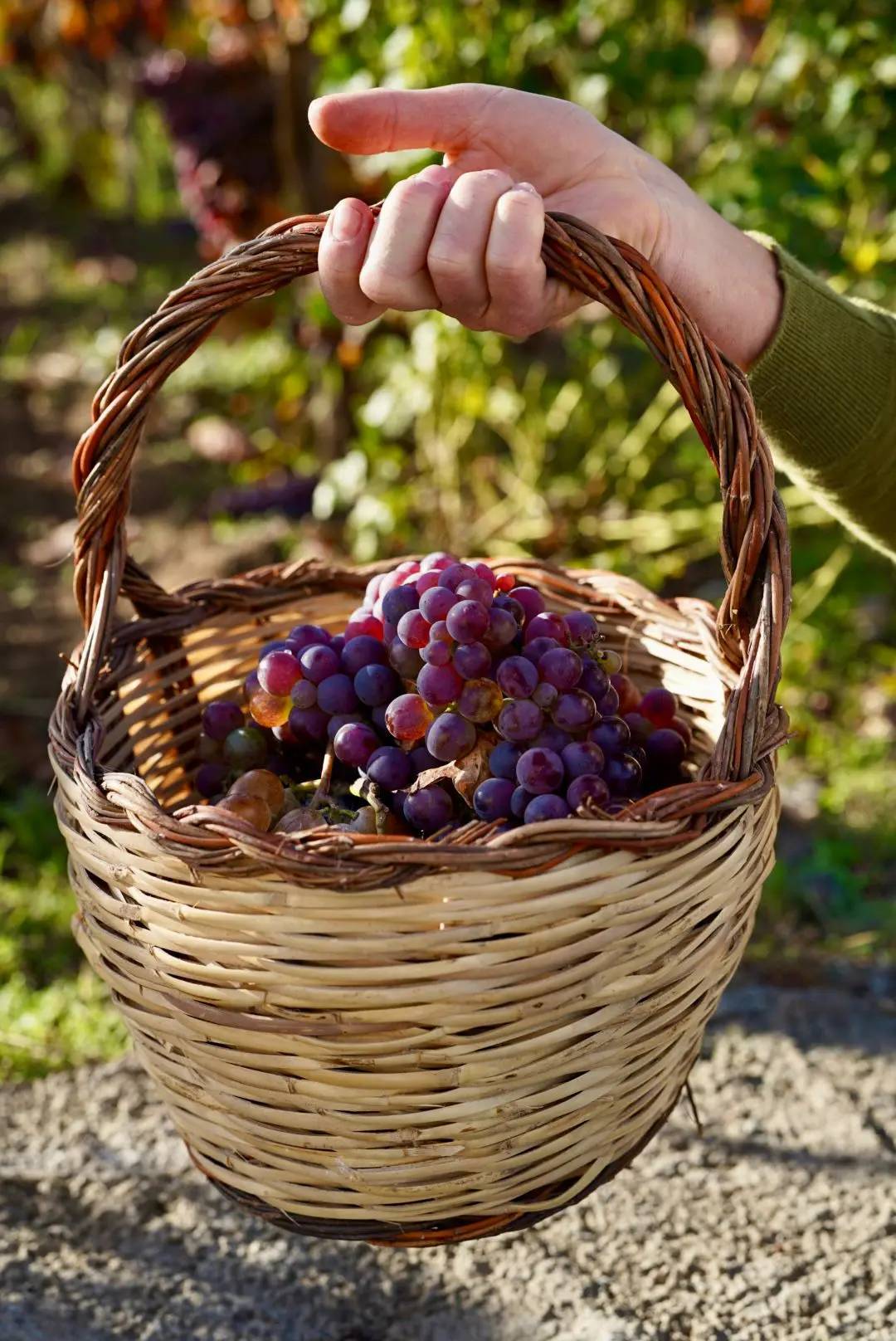 Casale 120 winery Picnic