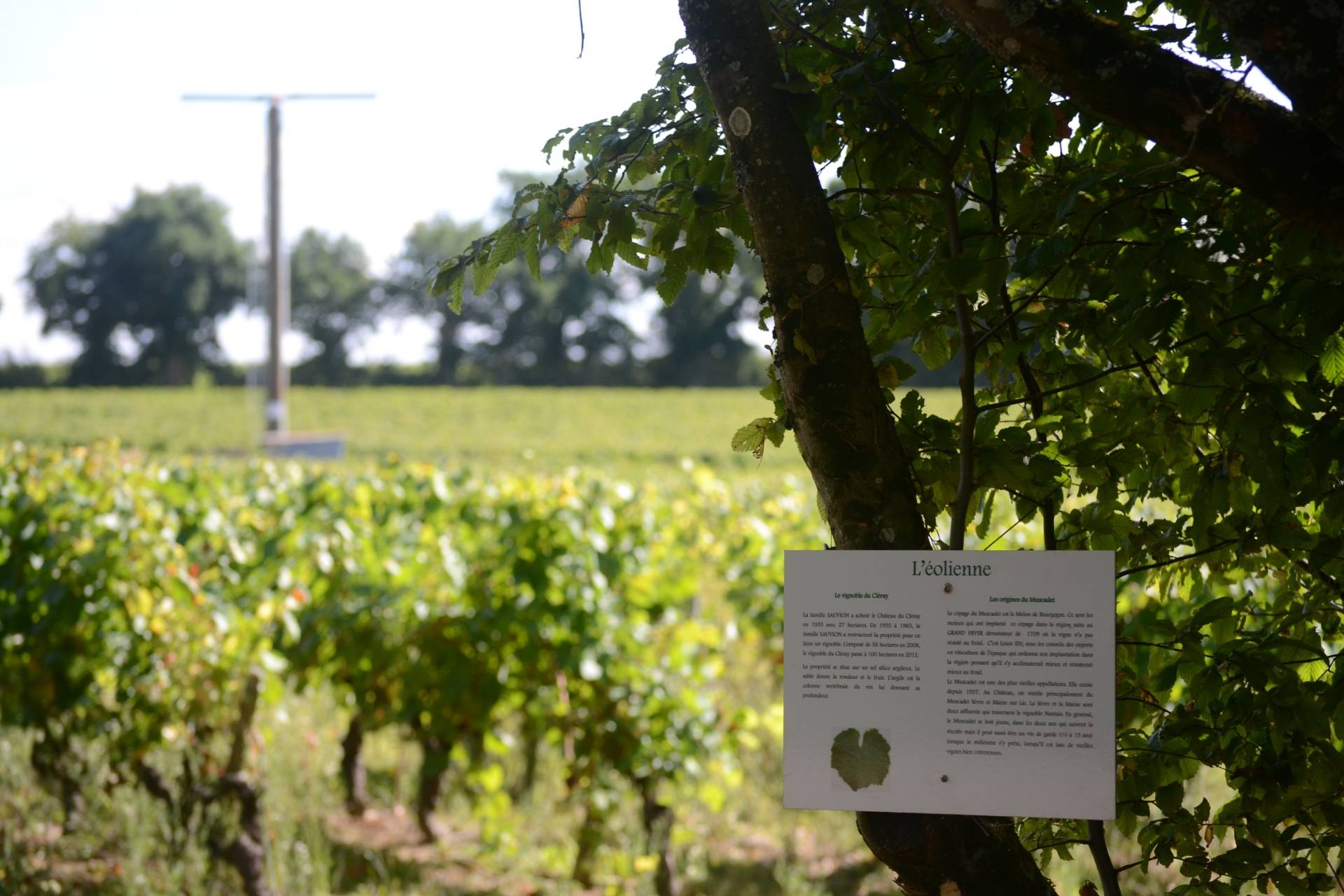 Treasure hunt in the vineyards
