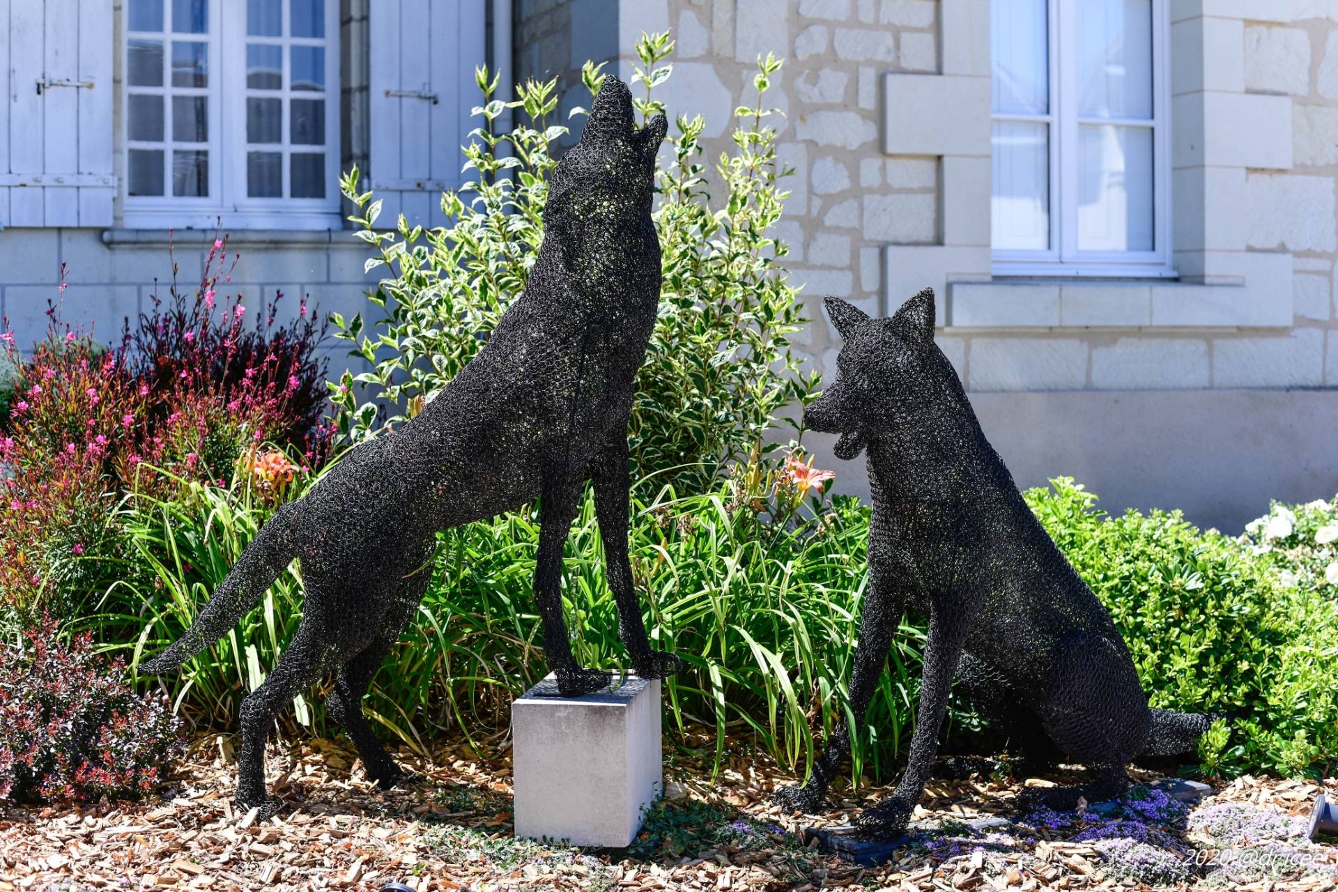 The essence of wolves