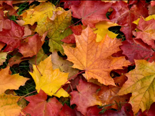 HÉSTIA E BACO – TURISMO E VITICULTURA, LDA