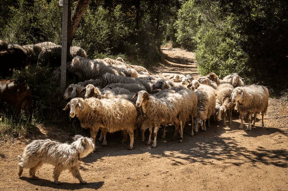 Walk with the shepherd