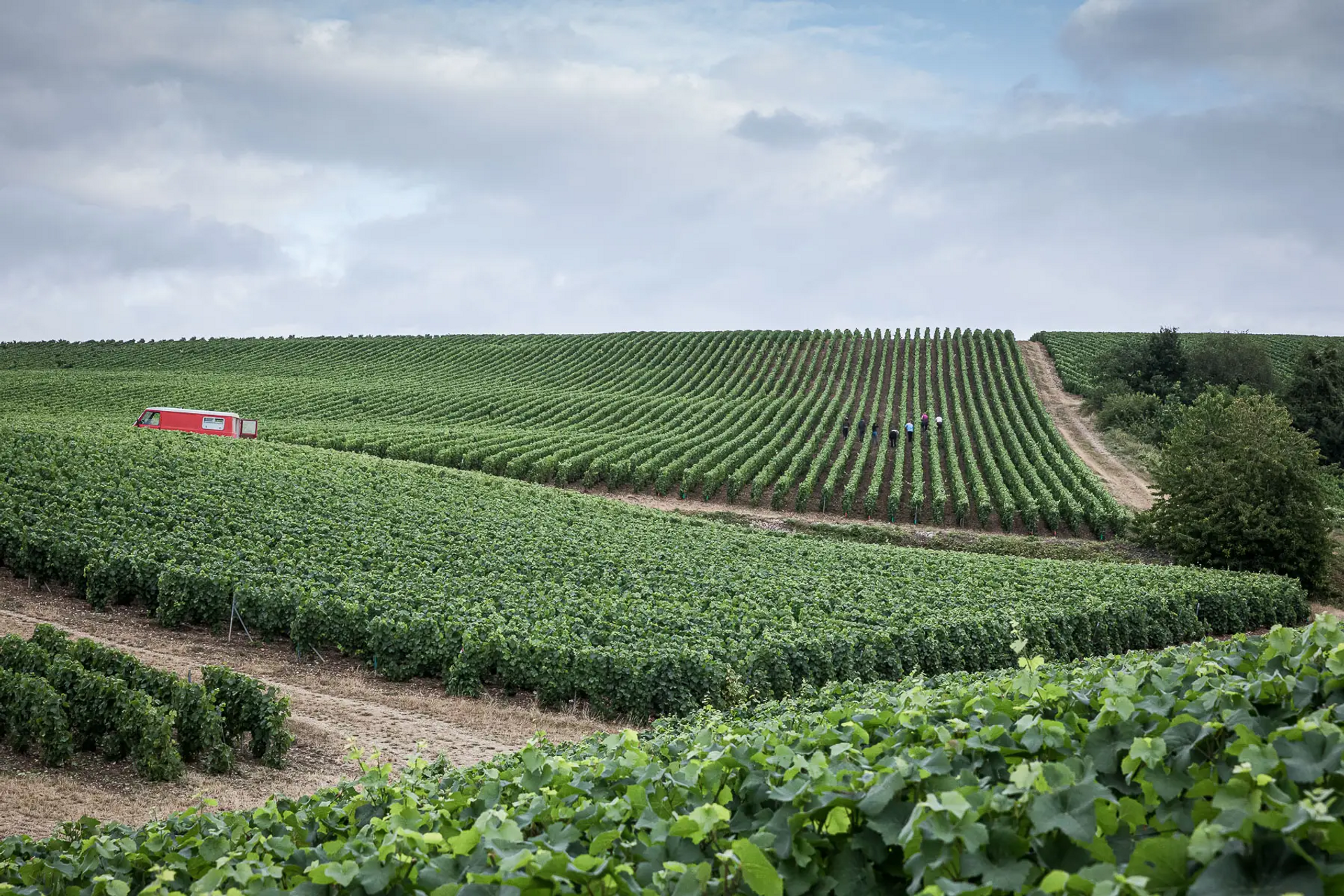 Explore the vineyard on an electric scooter