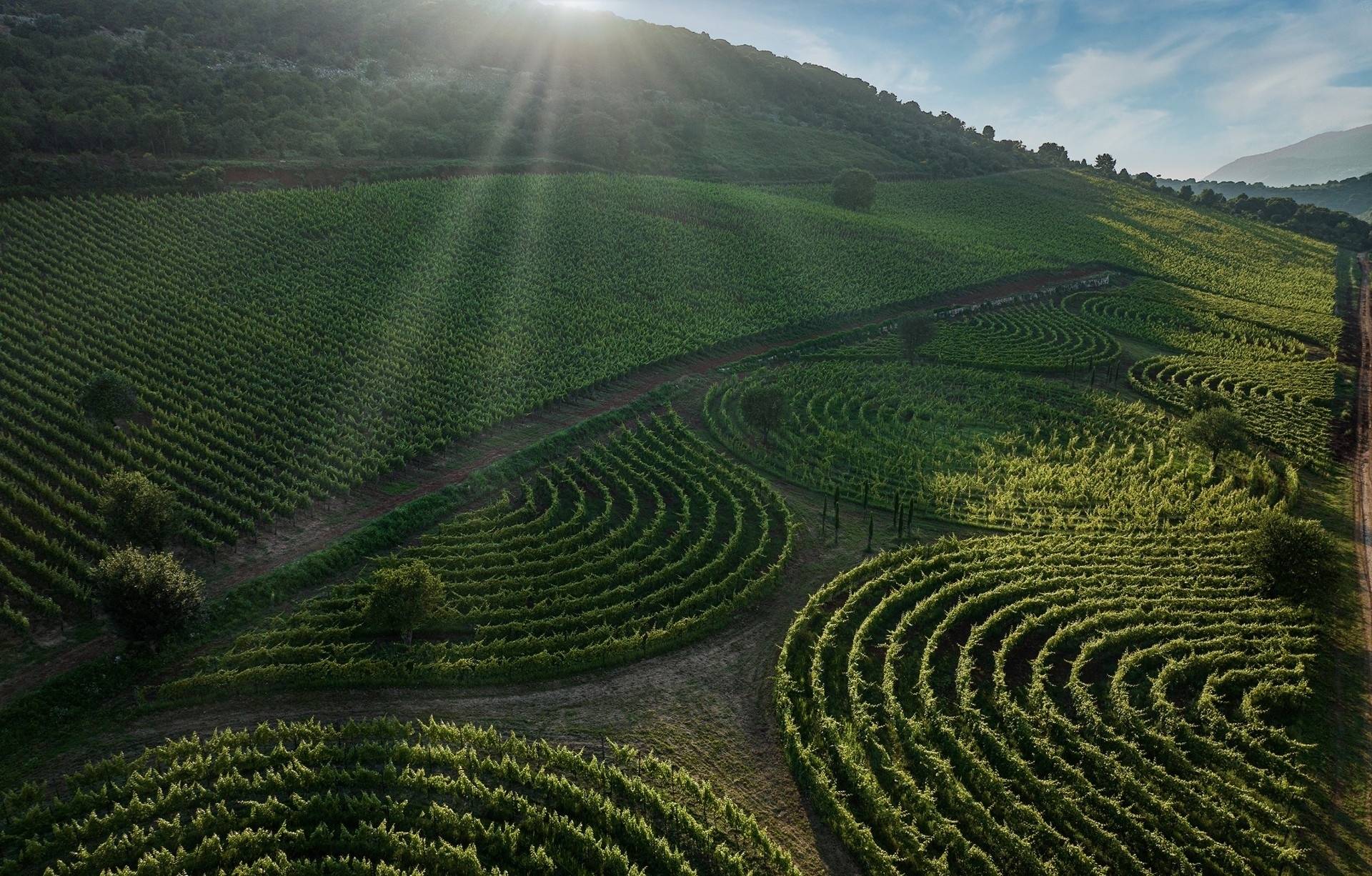 Limito – The Vineyard Labyrinth