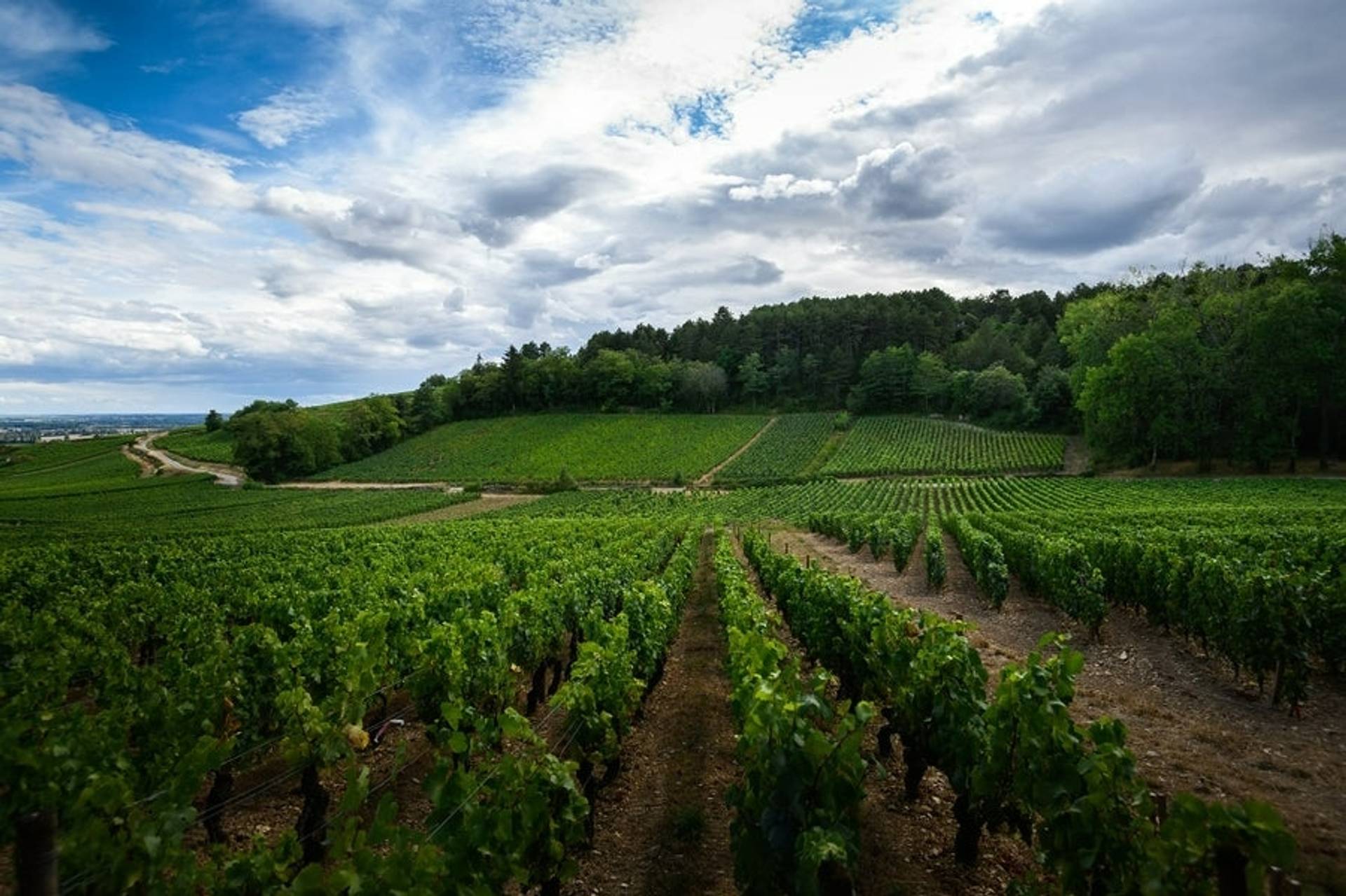 LE CELLIER ARMAND HEITZ