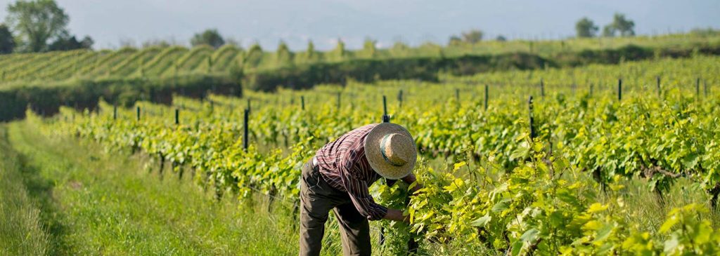 Walk among vineyards and natural wine tasting