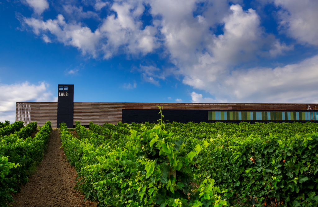 Visit Bodega LAUS with tasting and aperitivo