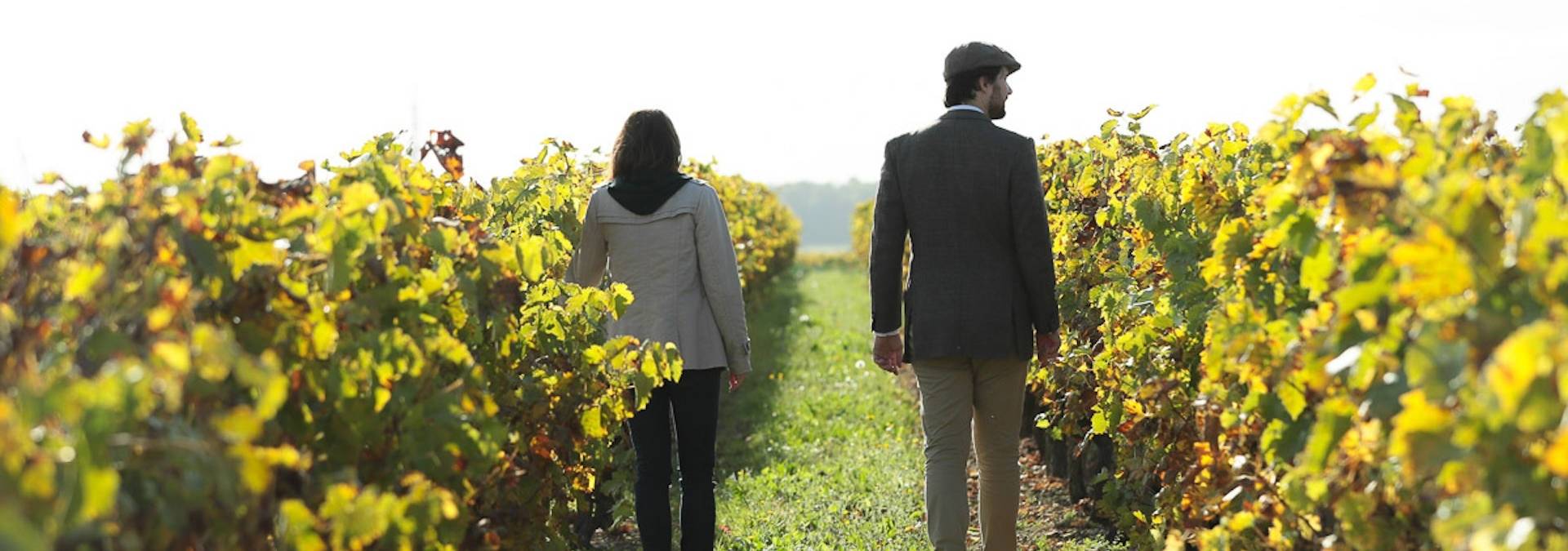 Retro Safari in the vineyard