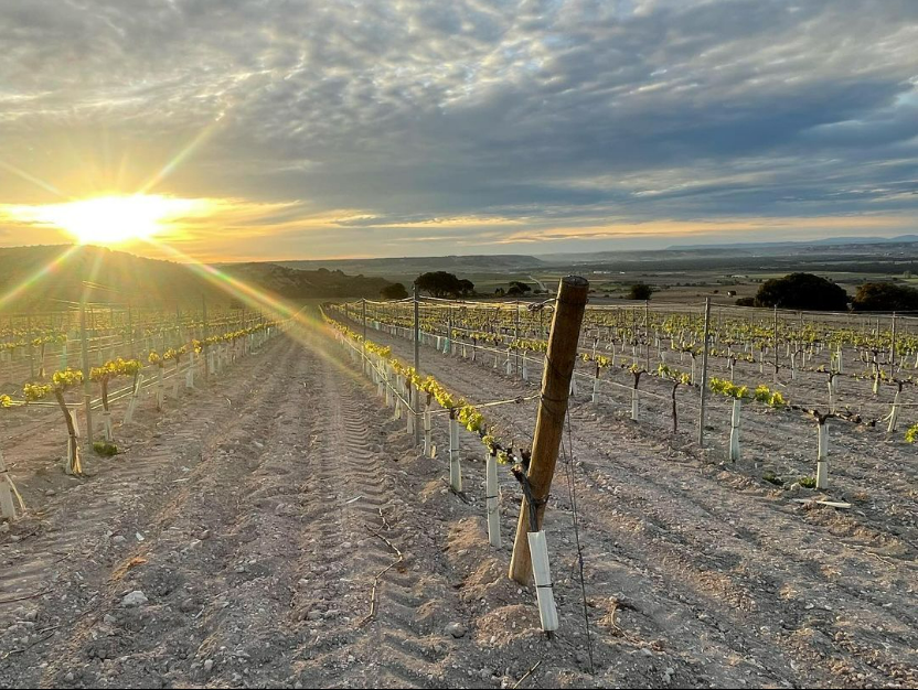 Winery view and tasting