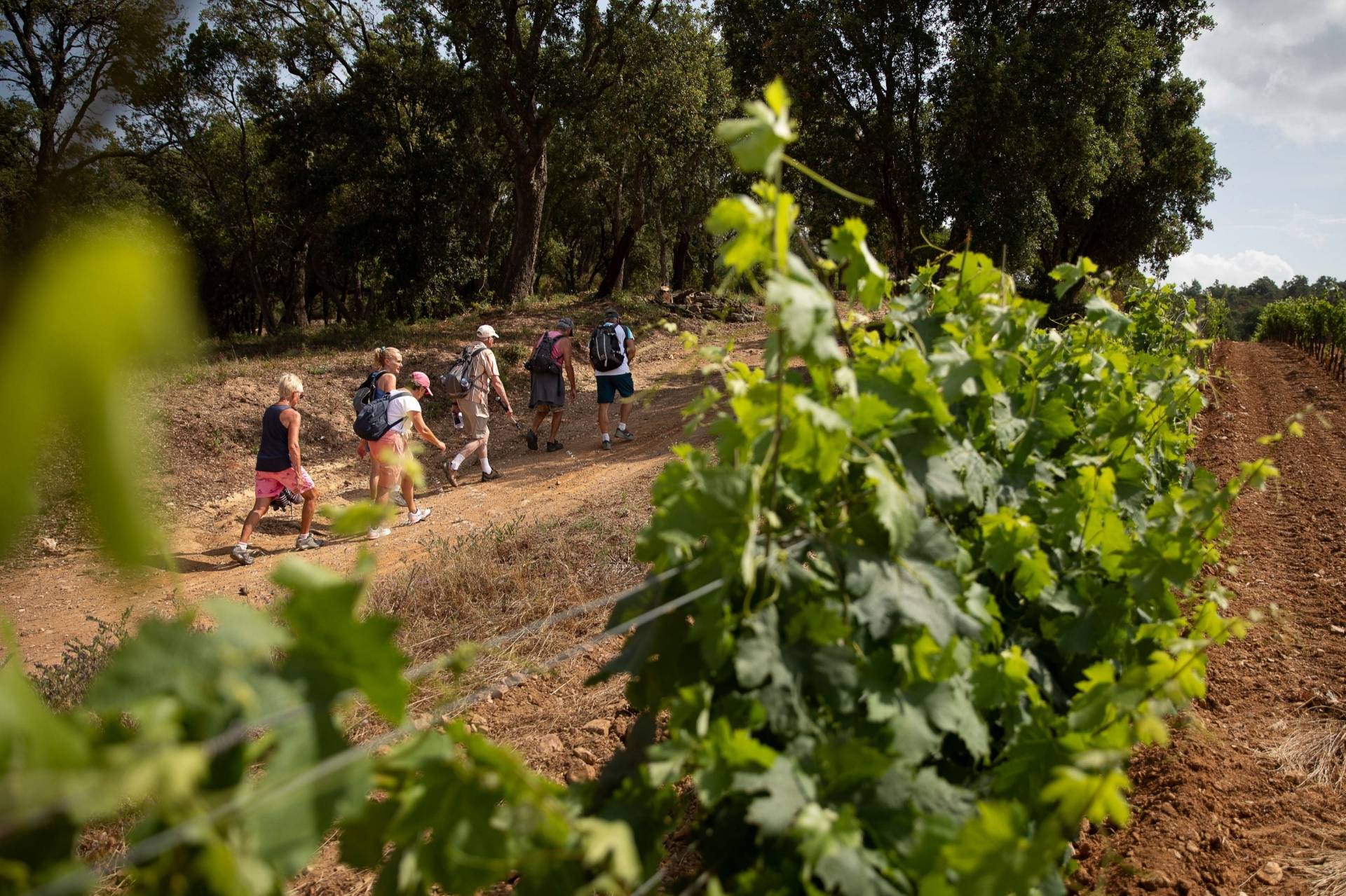 Walking tour through the heart of a vineyard