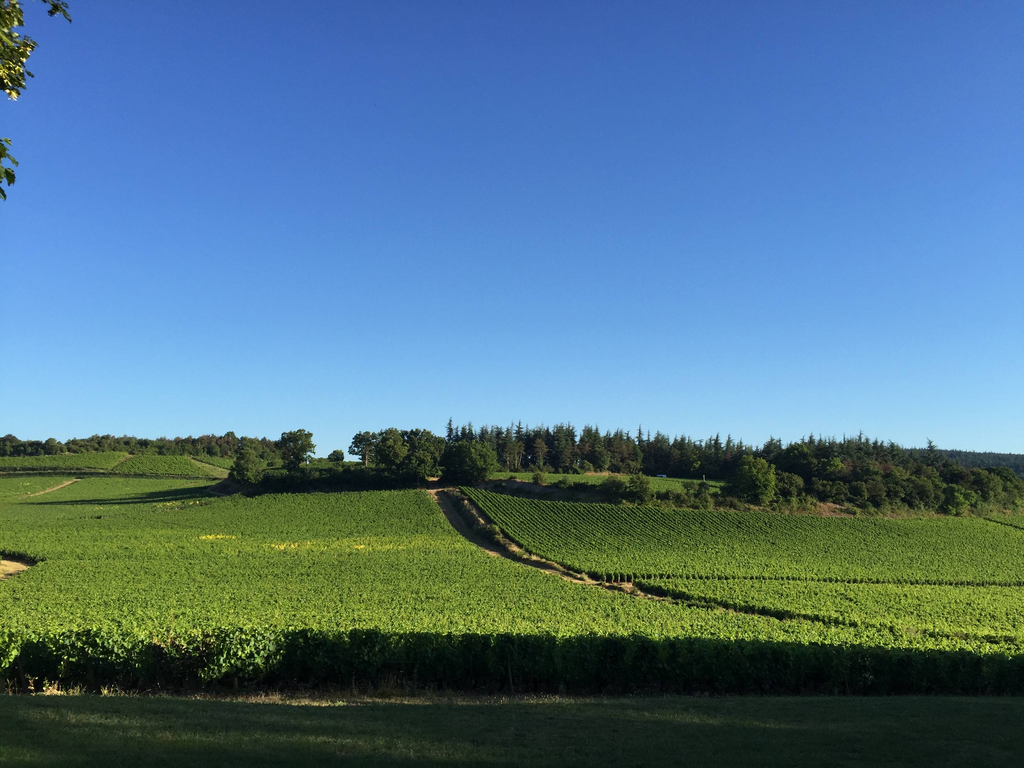 Wine tour on electric scooters