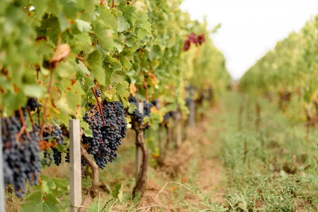 Estate tour & tasting (Sunday special)