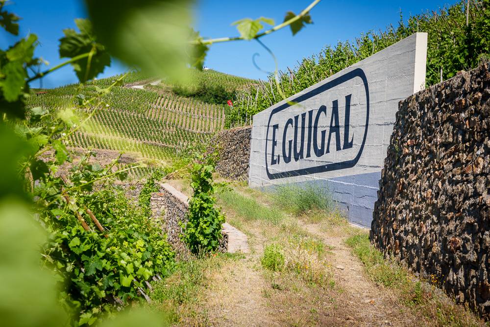 Immersion in the Côte-Rôtie Vineyards