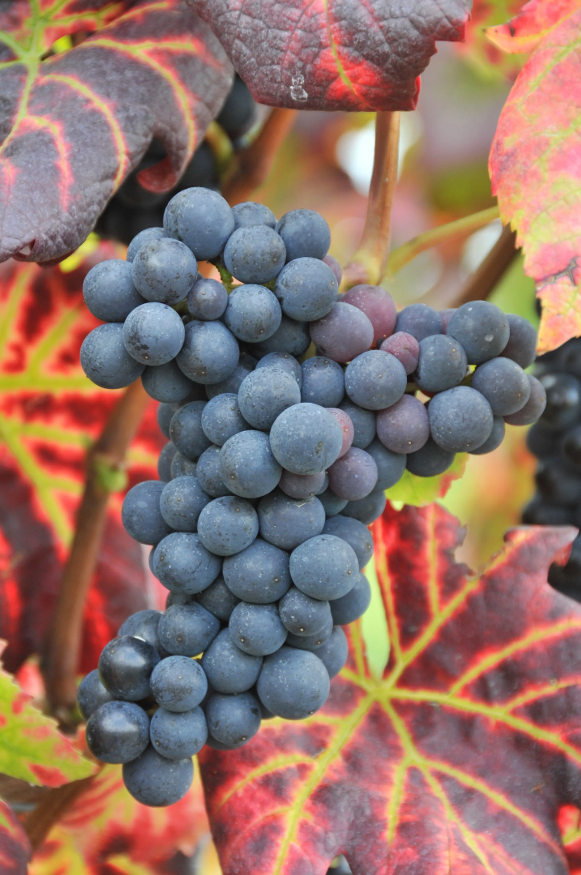 Pinot Noir in all its forms