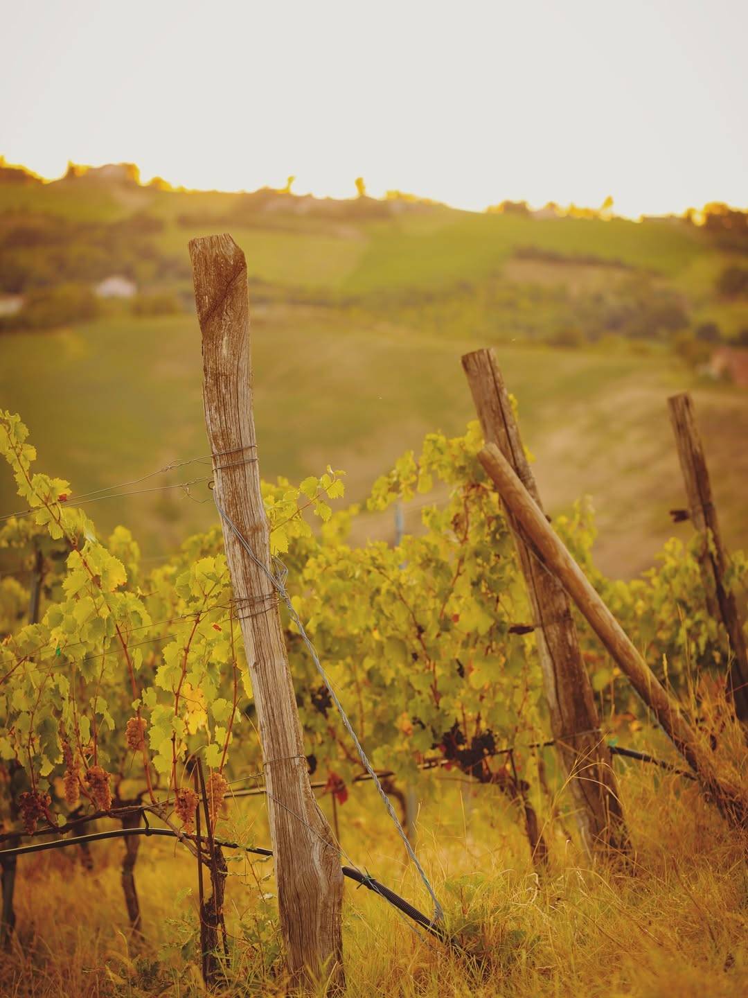 Light Lunch Tasting & Tour in the Parma Hills