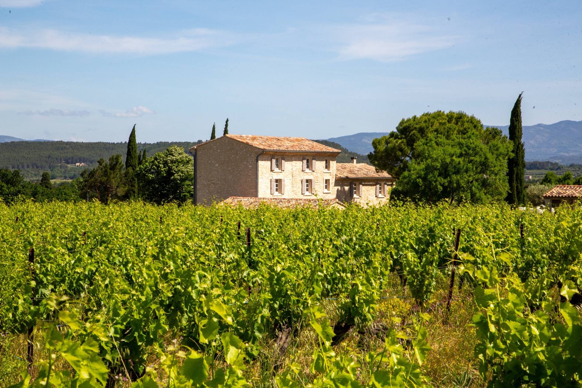 Vineyard visit and tasting of our organic wines