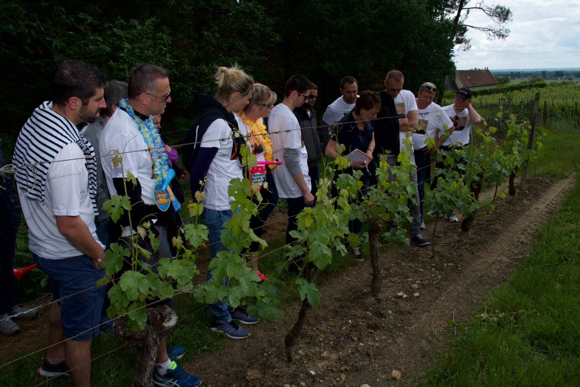 Wine Rallies through the vines