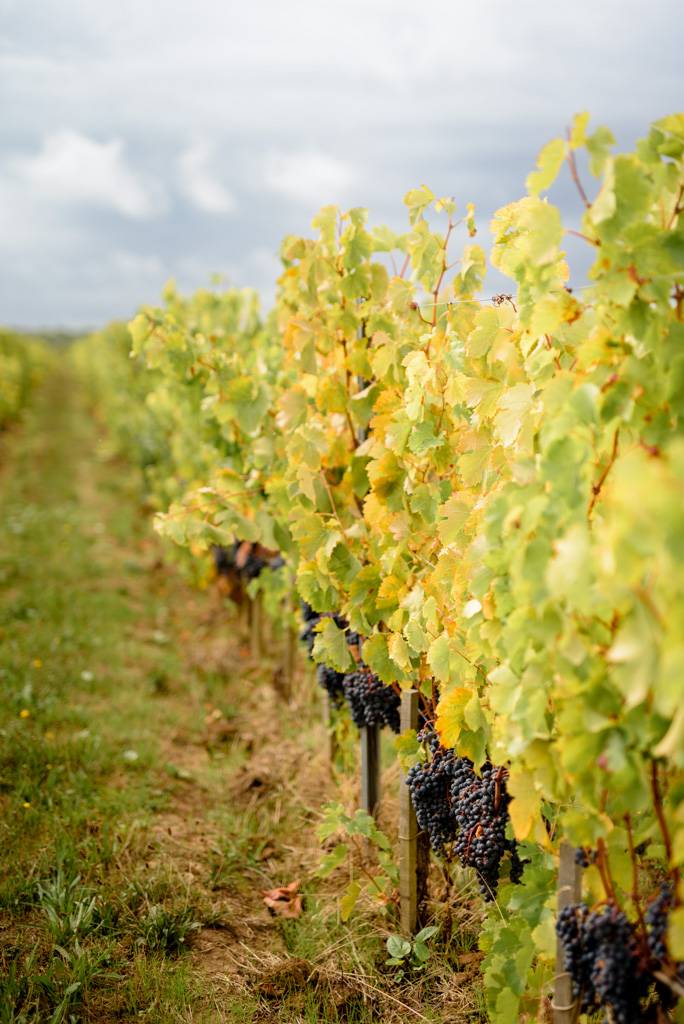 Visit & Food Pairing Tasting (Sunday)