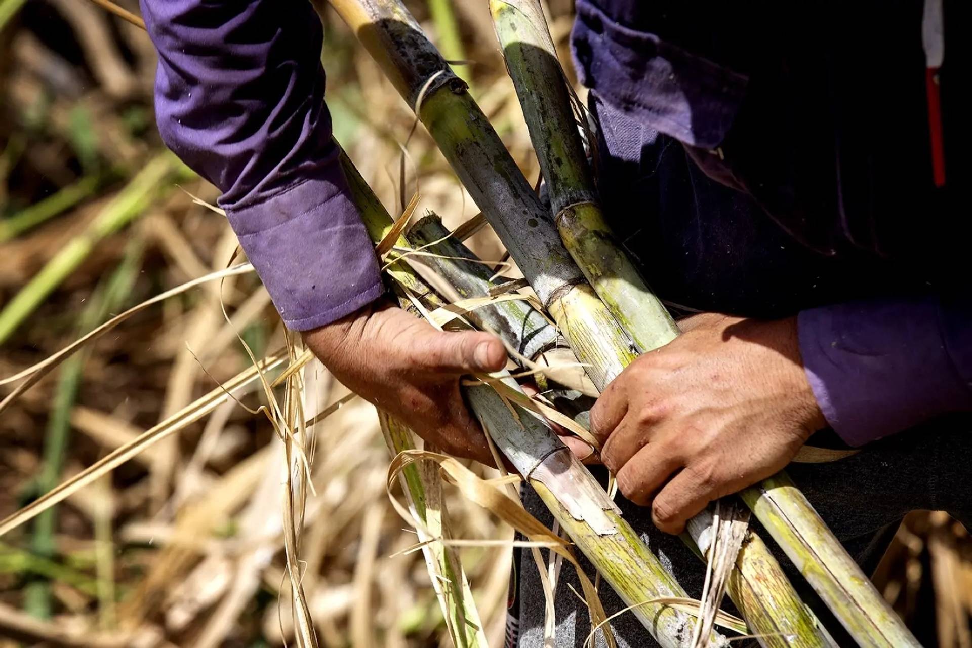 Discovering Sicilian Sugar Cane