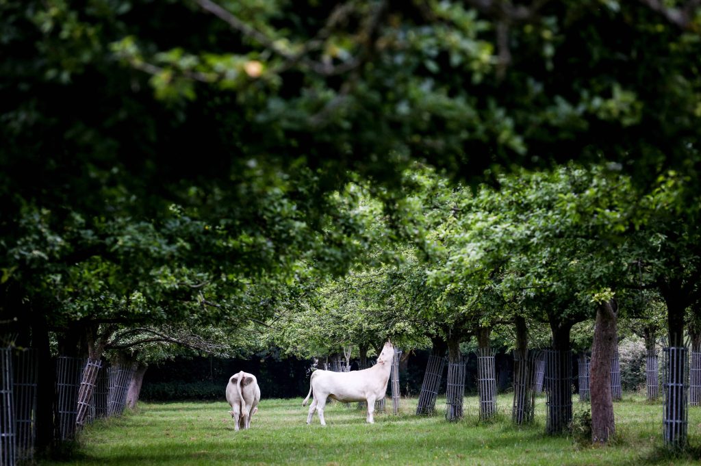 Distillery visit and tasting