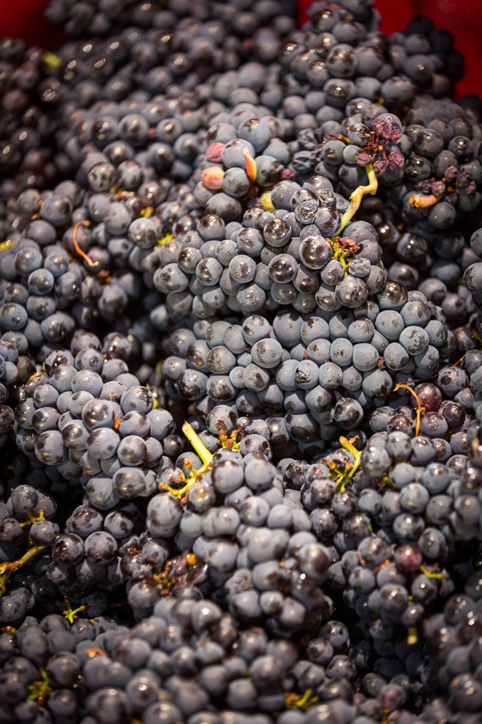 The whirlwind of the harvest