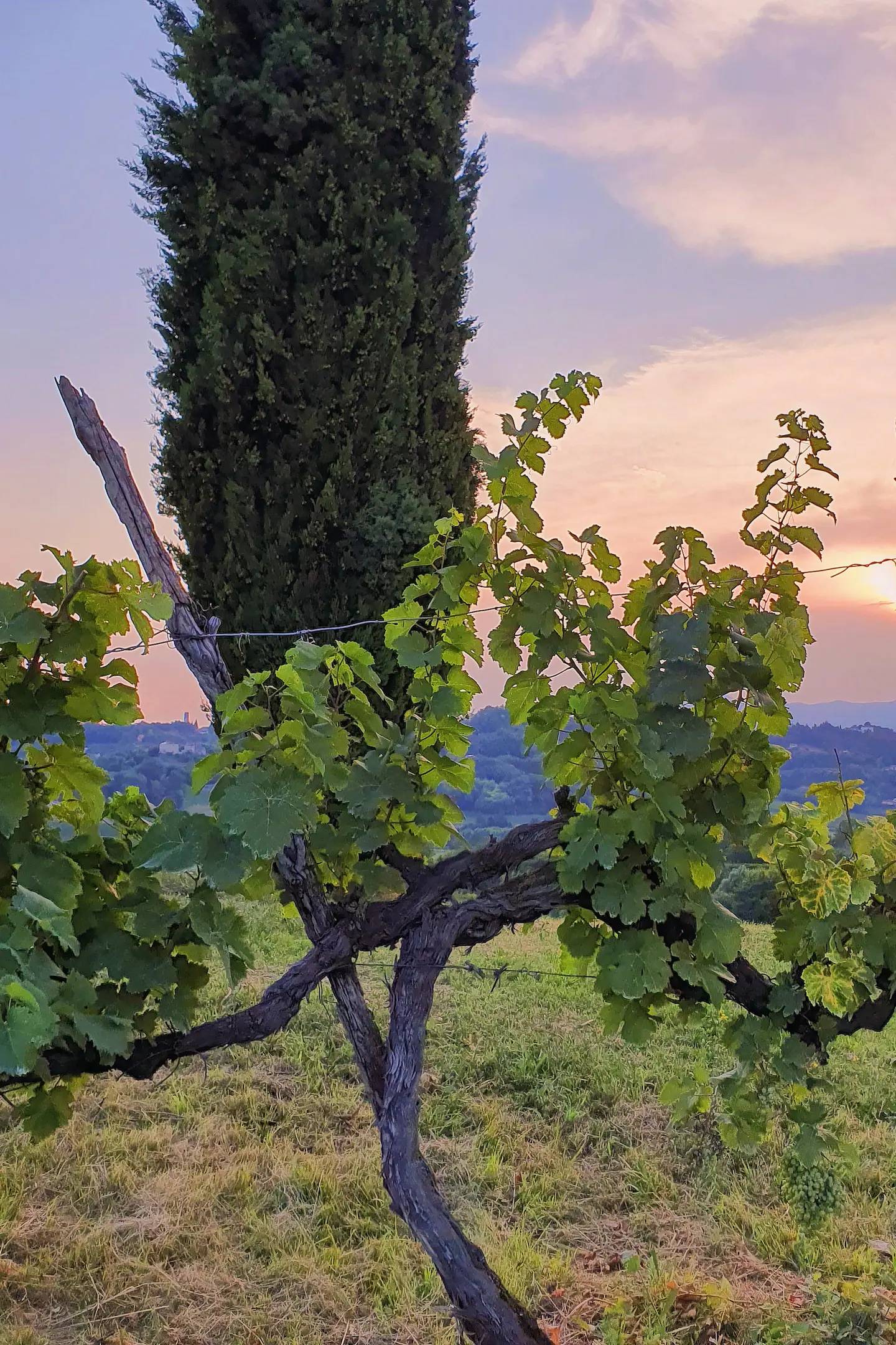 Prosecco tasting with a view