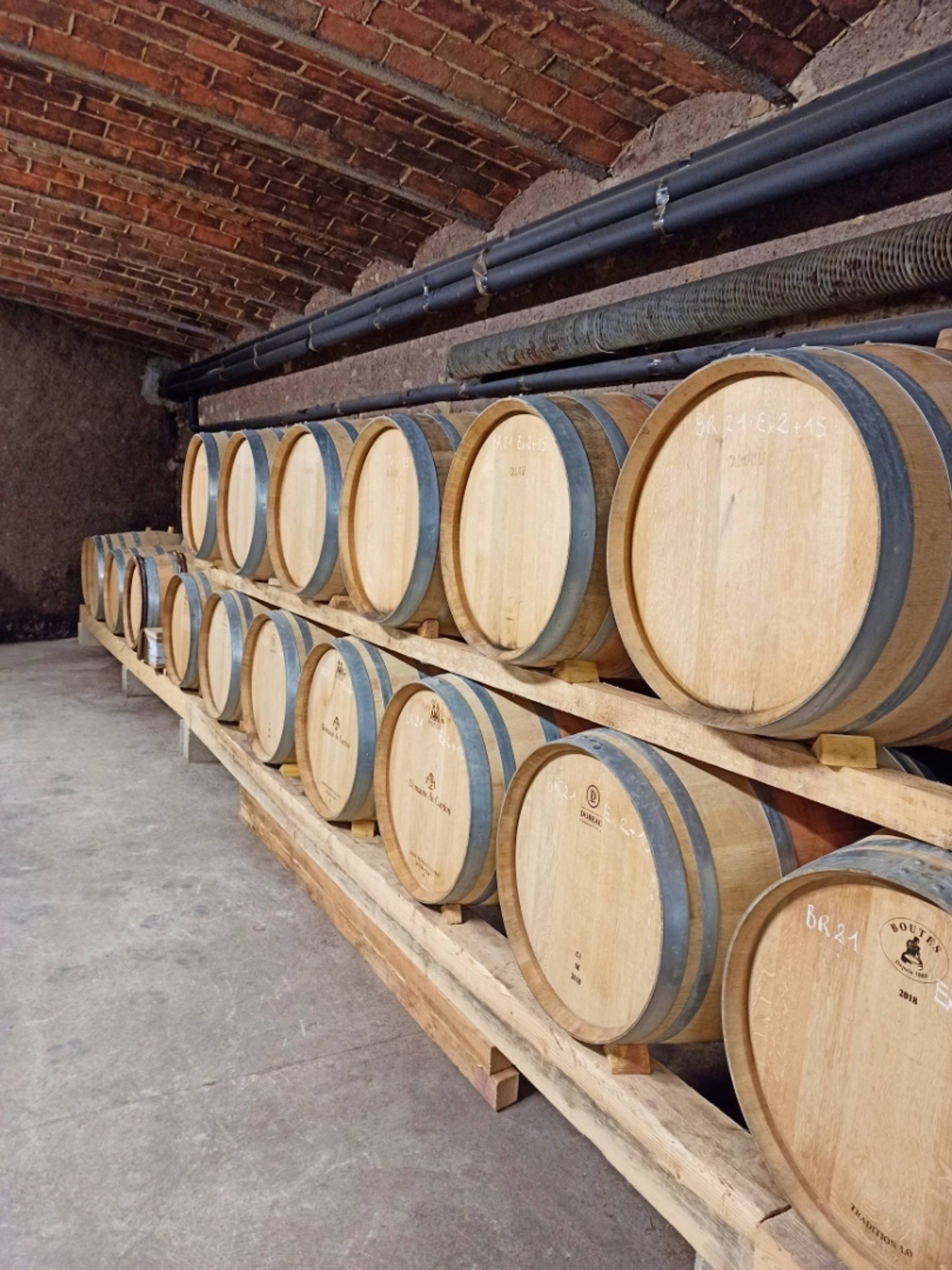 Visit and tasting: from the harvest to the bottle