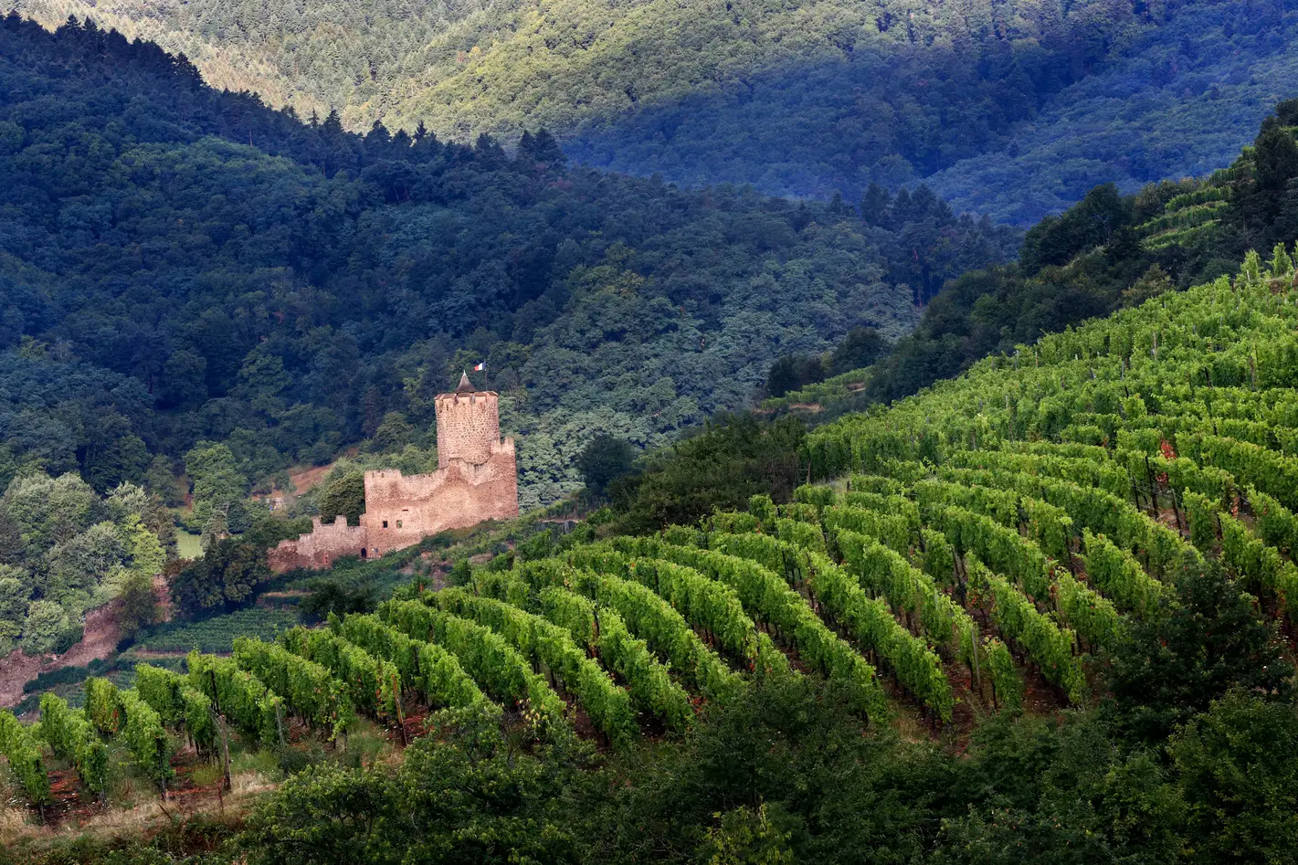 Tasting: Discovering the Five Classic Grape Varieties of Alsace