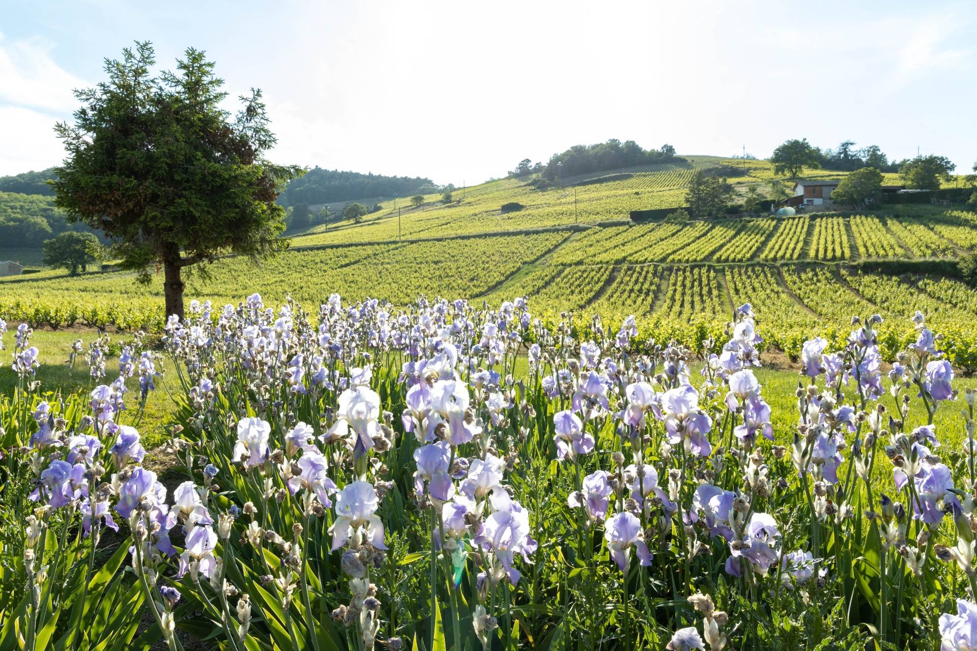 Electric bike tour, tasting, picnic