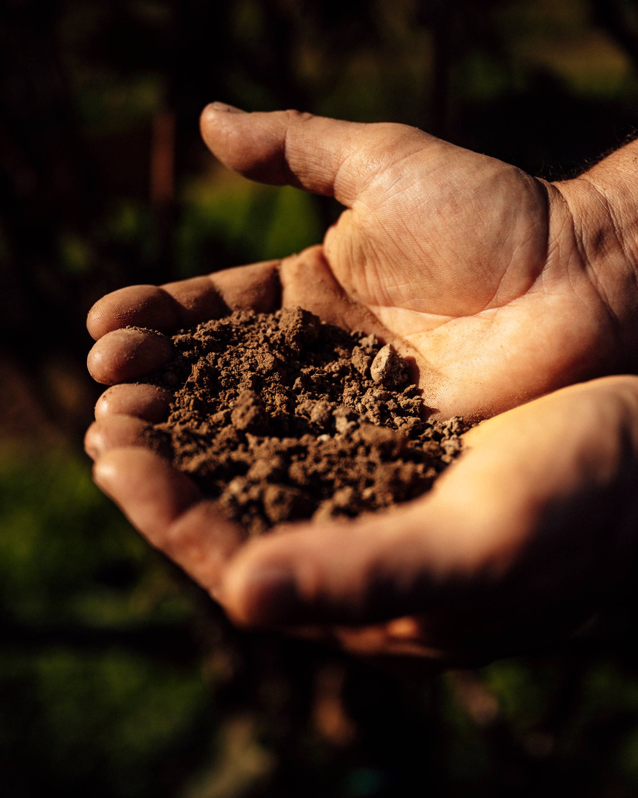Lunch Vegetarian Menu