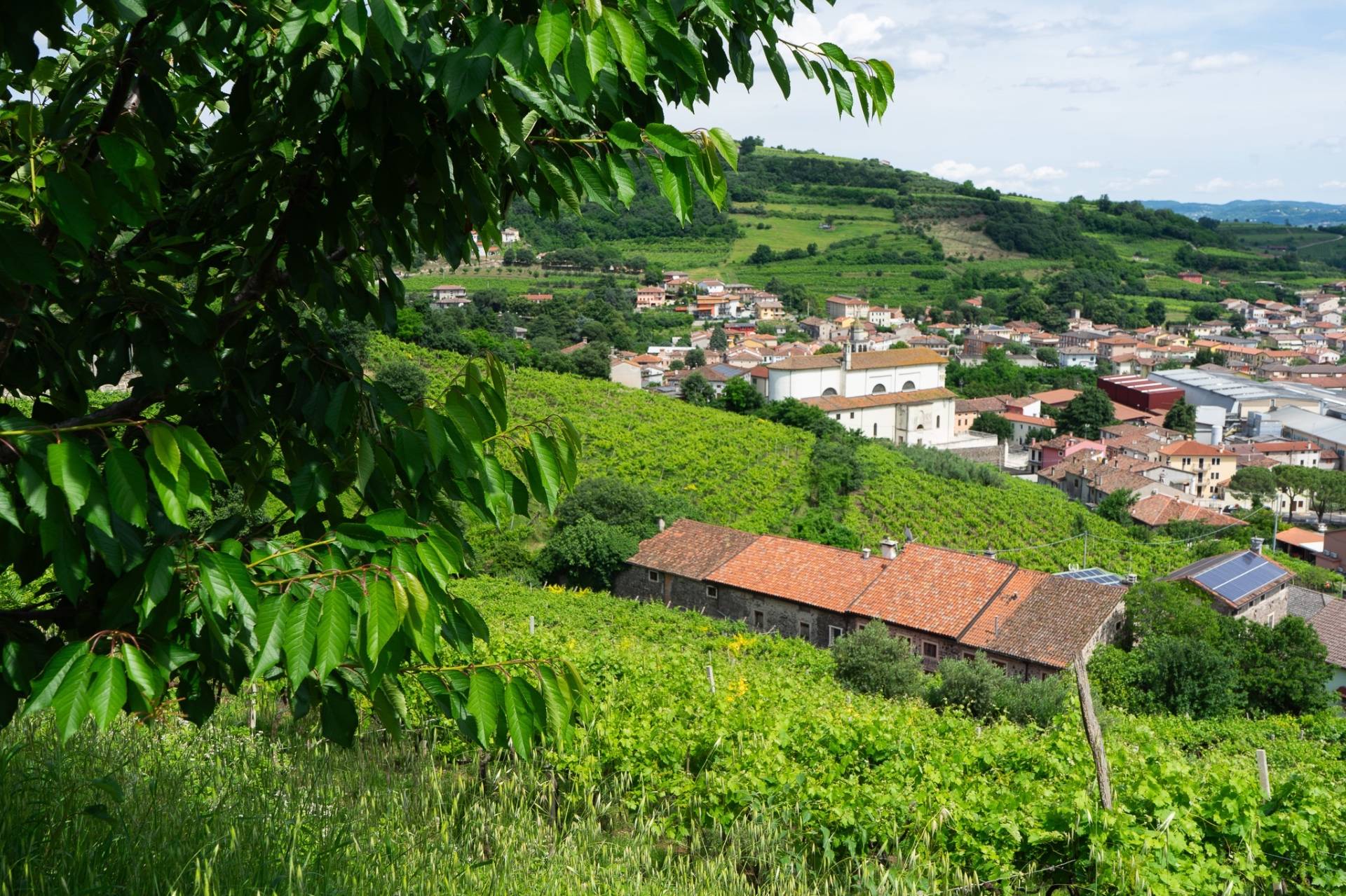 AZIENDA AGRICOLA GIOVANNI MENTI