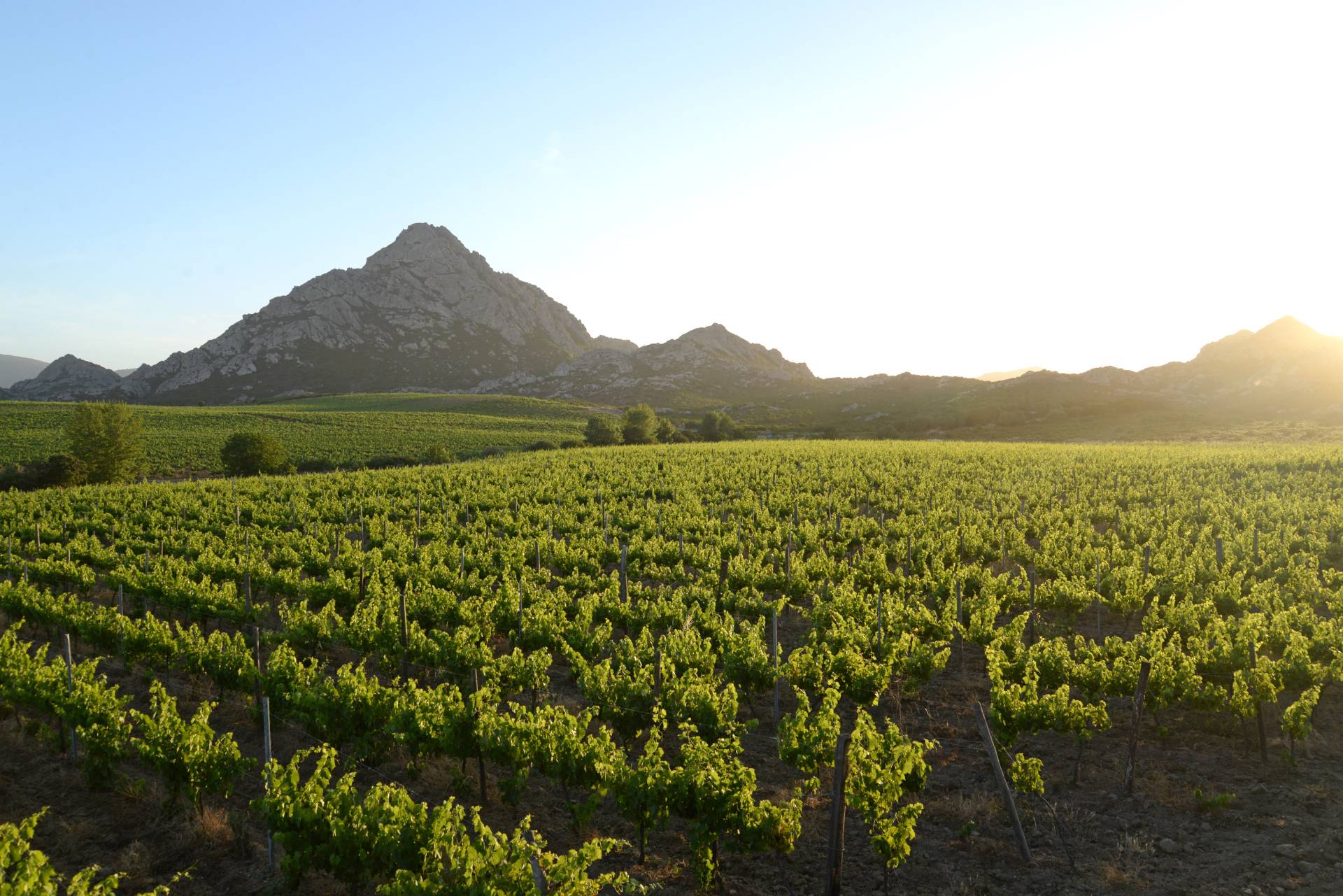 Tasting in the cellar of Saint-Florent